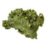 Crunchy Kale Probiotic Bundle